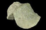 Large, Pyrite Replaced Brachiopod (Paraspirifer) Fossil - Ohio #142146-1